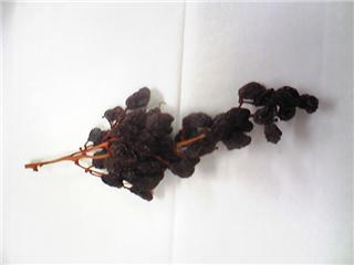 20080305.jpg