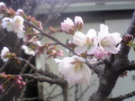 20090508-2.jpg