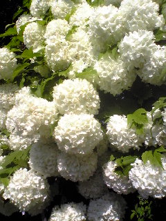 20090706-1.jpg