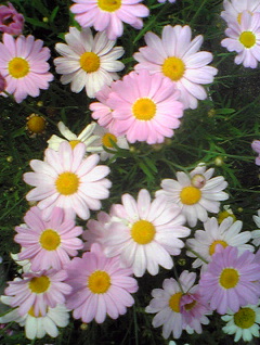20090808.jpg