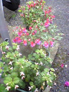 20090829.jpg