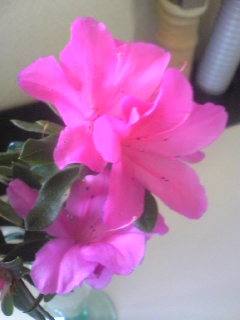 20100412-2.jpg