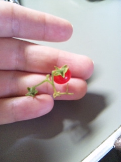 20100823.jpg