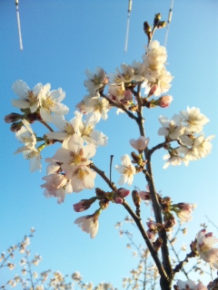 20110517_1.jpg