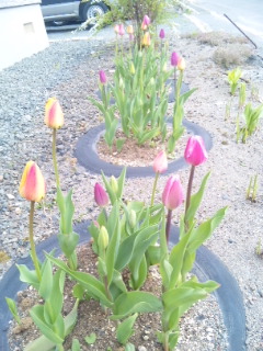 20110526.jpg