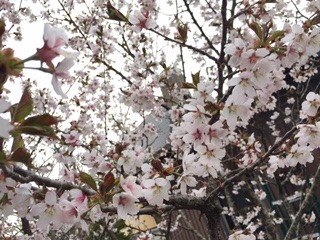 image1.jpeg
