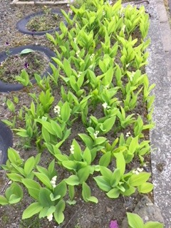 image1.jpeg