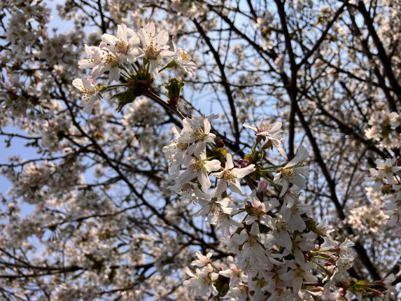 IMG_5058.jpeg