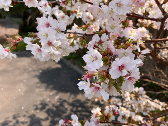 IMG_5061.jpeg