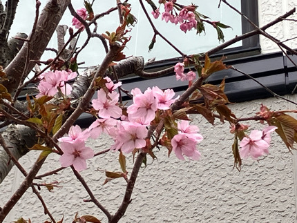 IMG_5105.jpeg