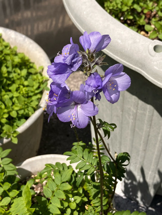 IMG_5561.jpeg