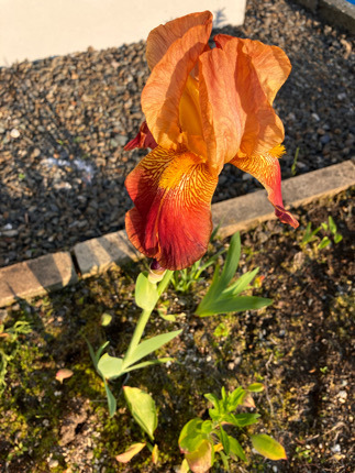 IMG_5743.jpeg