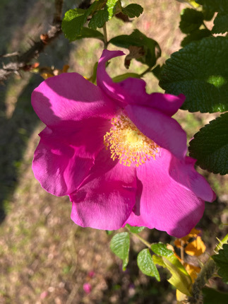 IMG_5948.jpeg